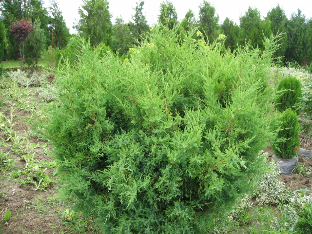 Juniperus comunis